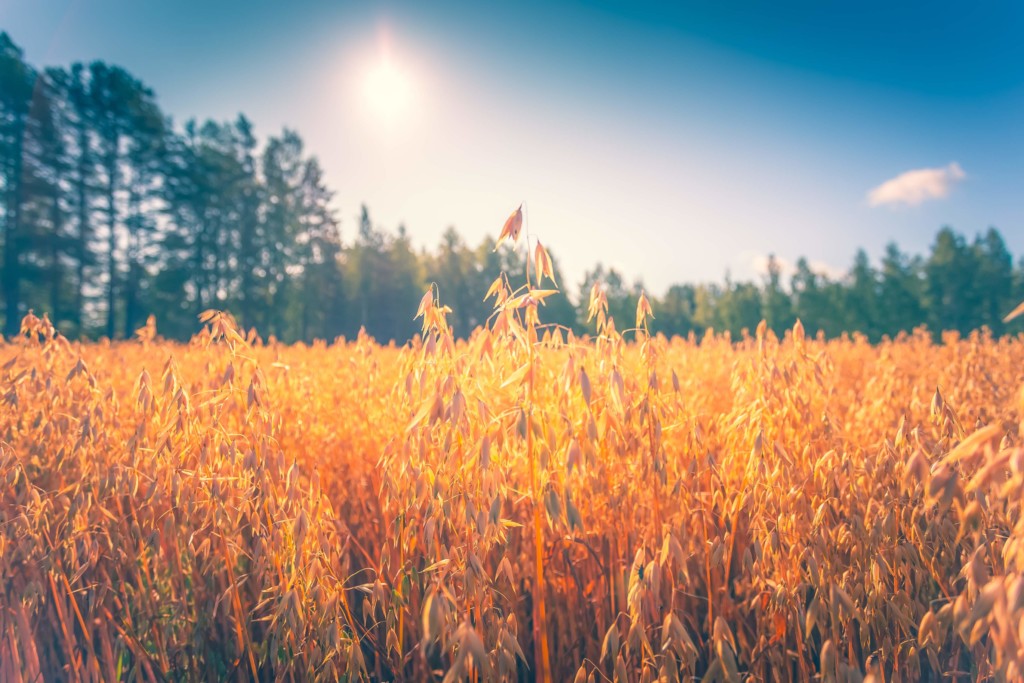 AGRARSENSE: Increasing the productivity in agriculture and forestry