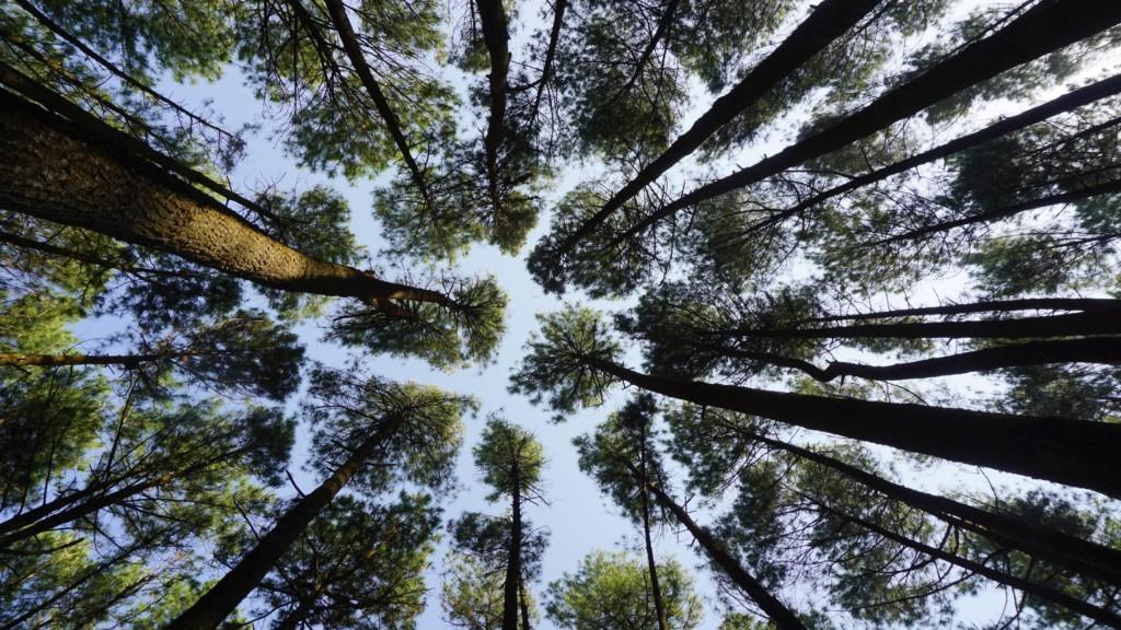 CH-Bioforce: An industrial-size biomass processing plant