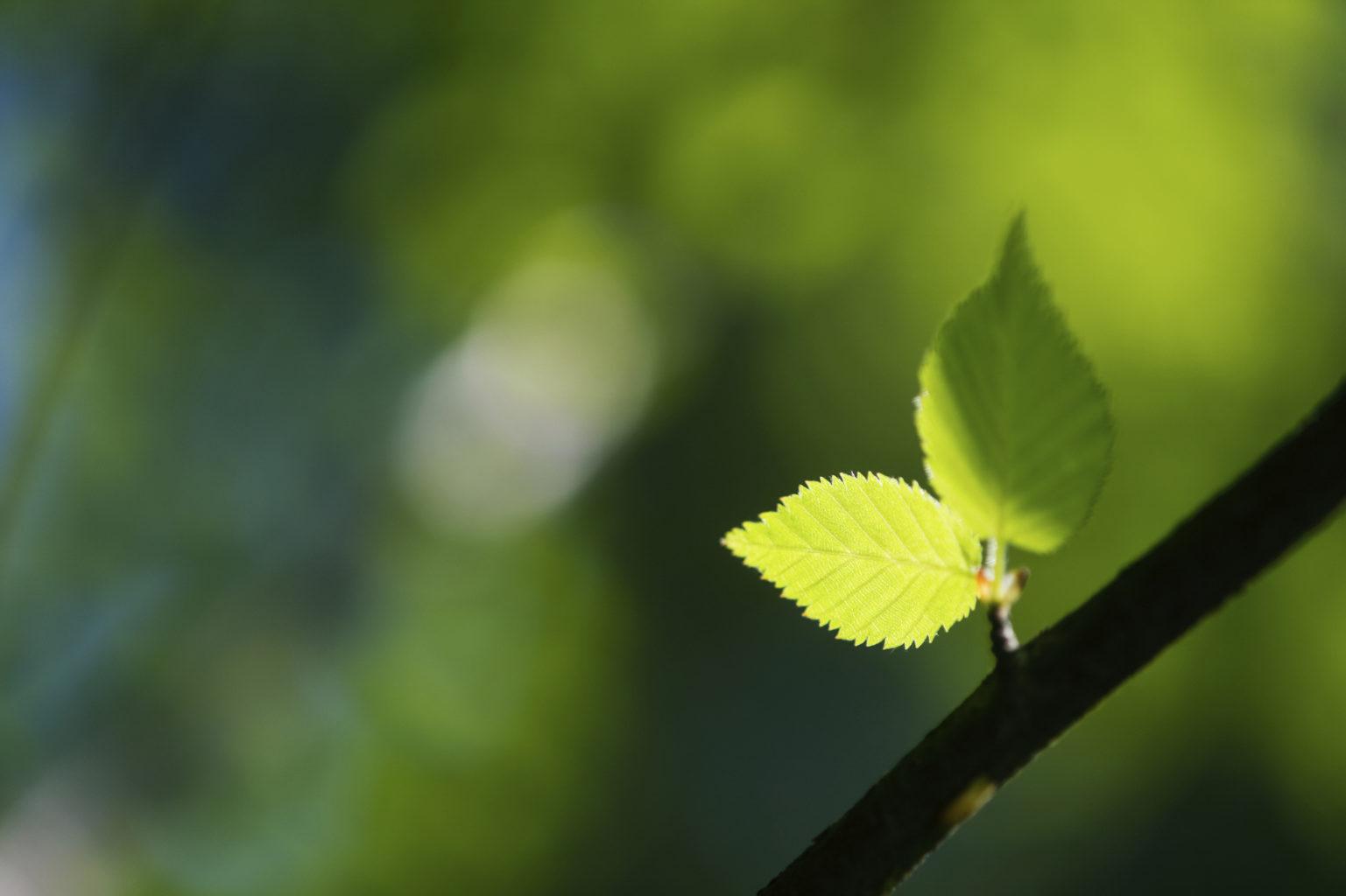 Love leaves. Youngleaf.